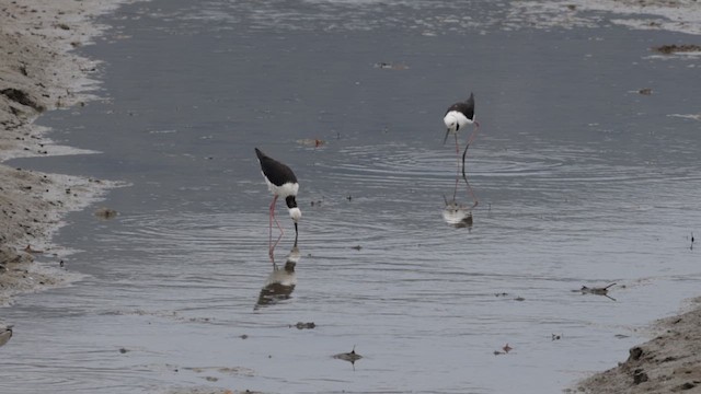 Pied Stilt - ML612015192