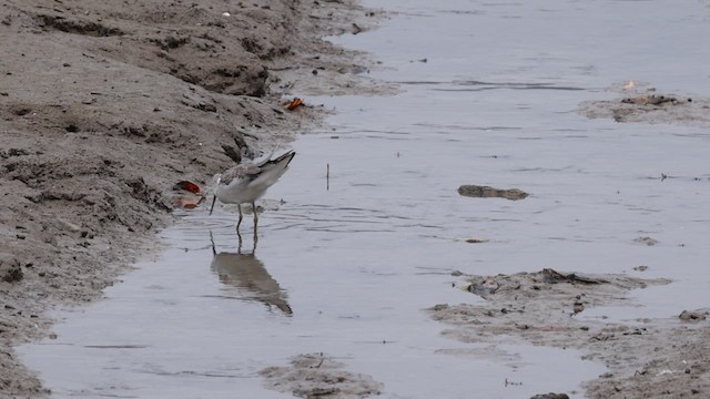 Common Greenshank - ML612015212