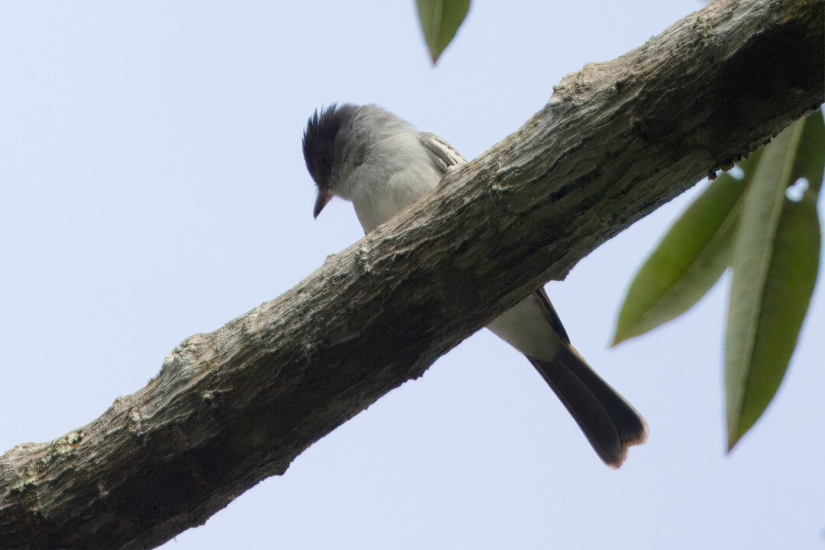 Mosquero del Chocó - ML612015310