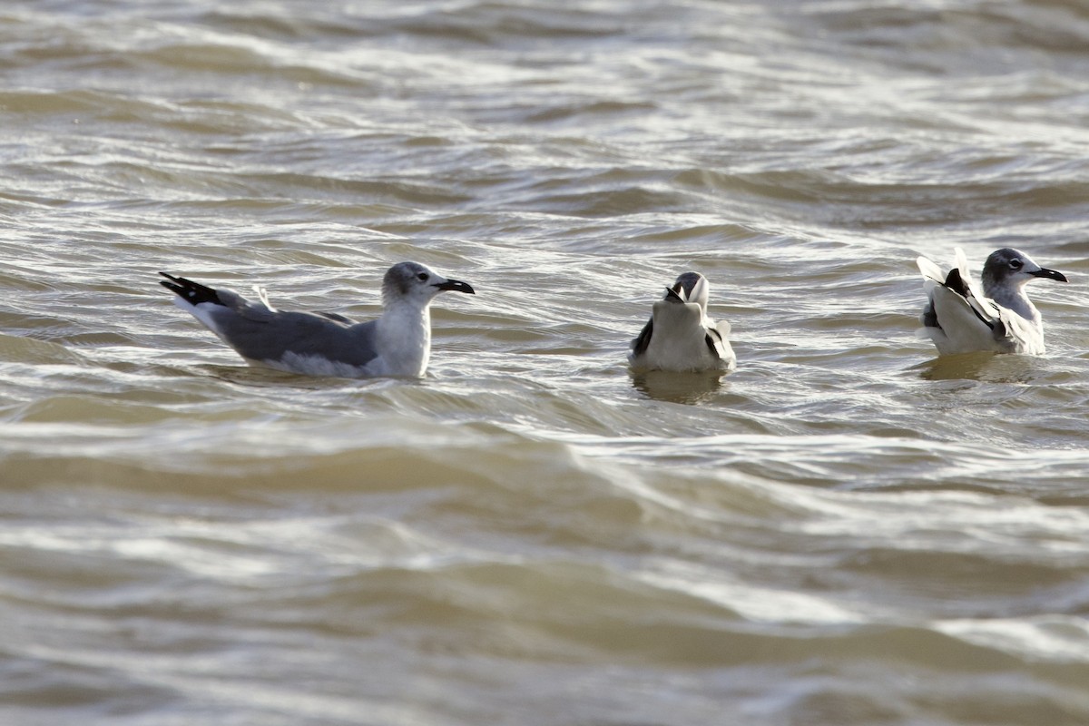 Laughing Gull - ML612015379