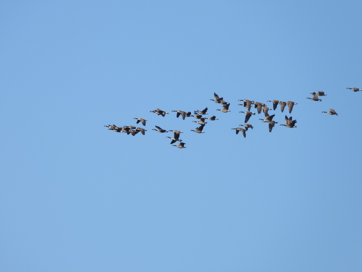 Canada Goose - Patty McQuillan