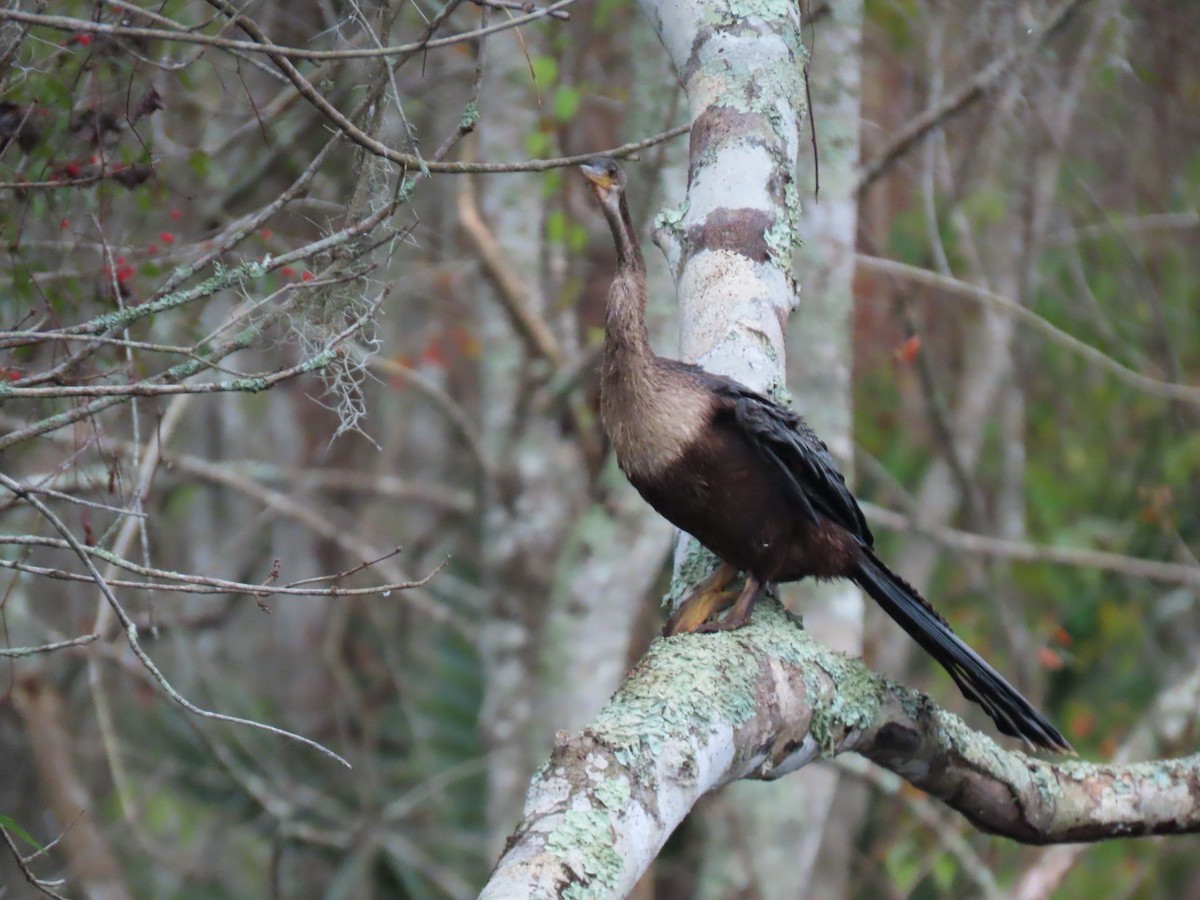 Anhinga - ML612015477