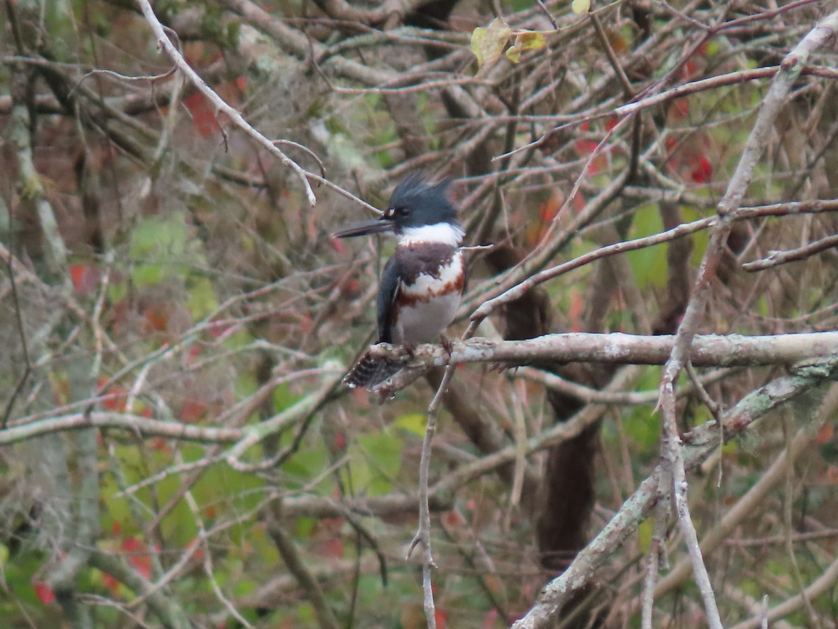 Belted Kingfisher - ML612015488