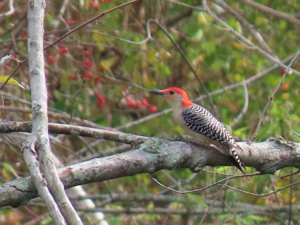 Red-bellied Woodpecker - ML612015493