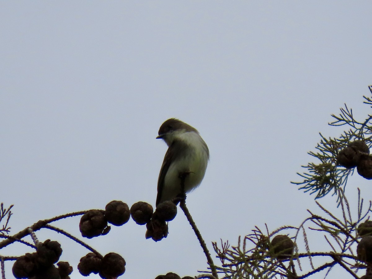 Eastern Phoebe - ML612015500