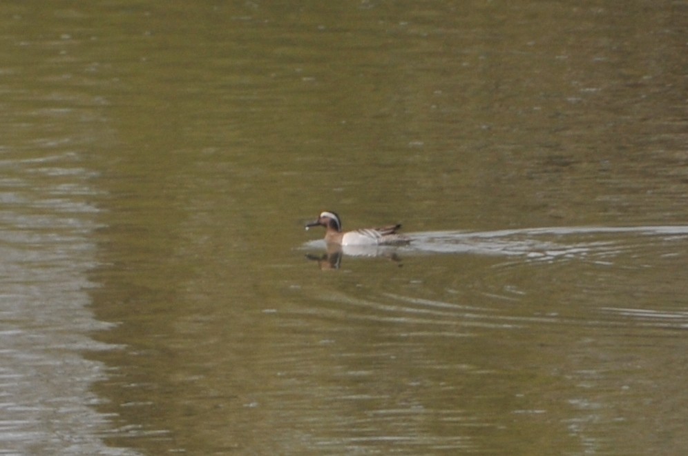 Garganey - ML612015528