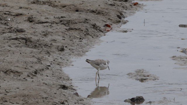 Common Greenshank - ML612015588