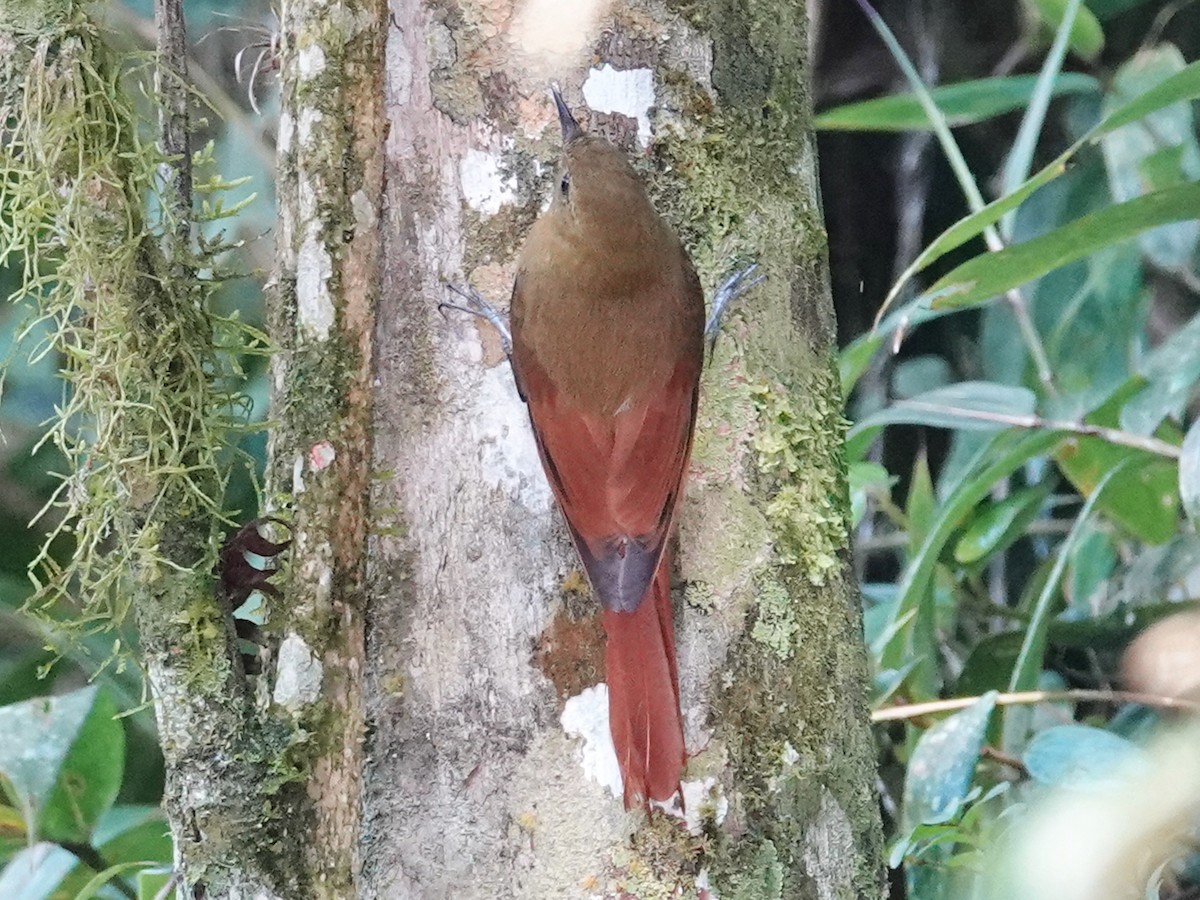Olivaceous Woodcreeper (Olivaceous) - ML612015607