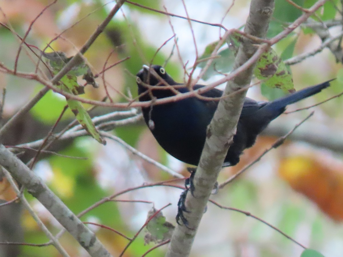Common Grackle - ML612015867