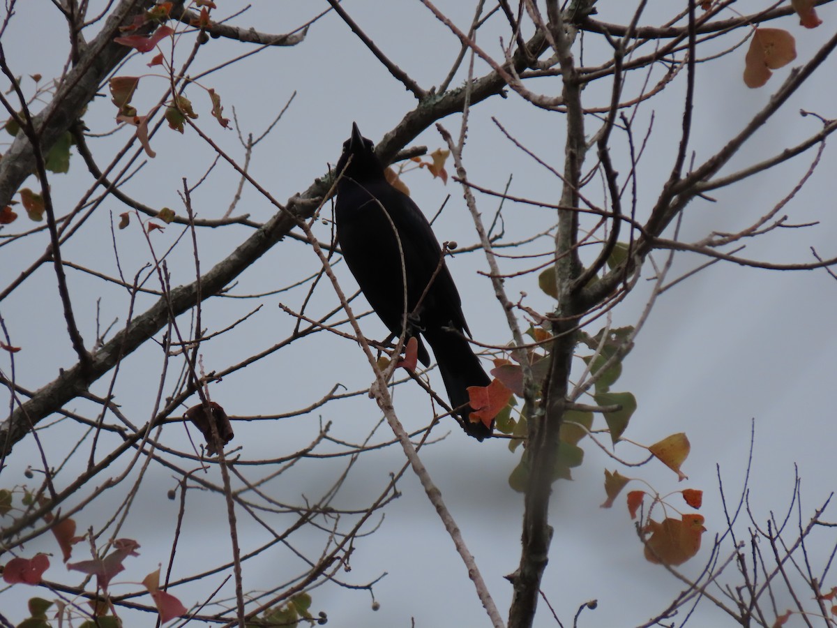 Common Grackle - ML612015868