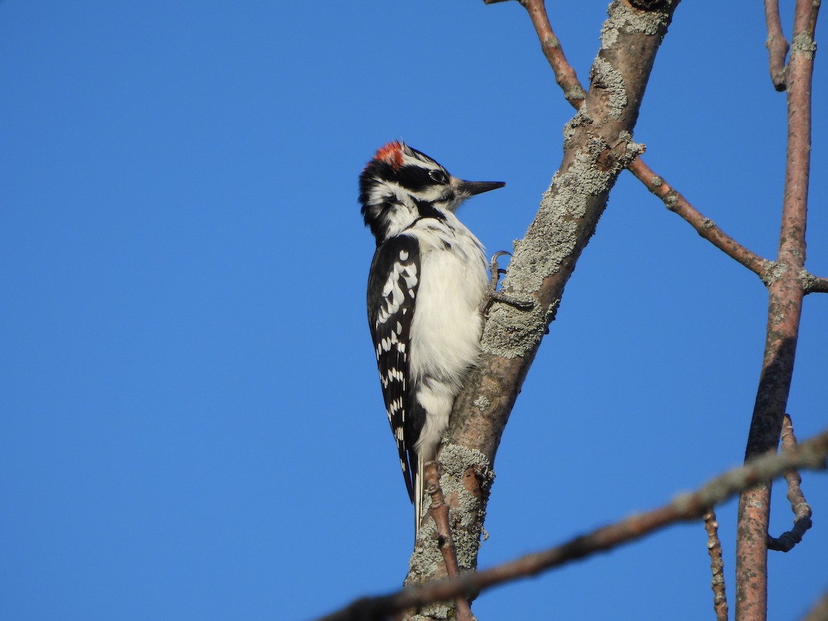 Hairy Woodpecker - ML612015999