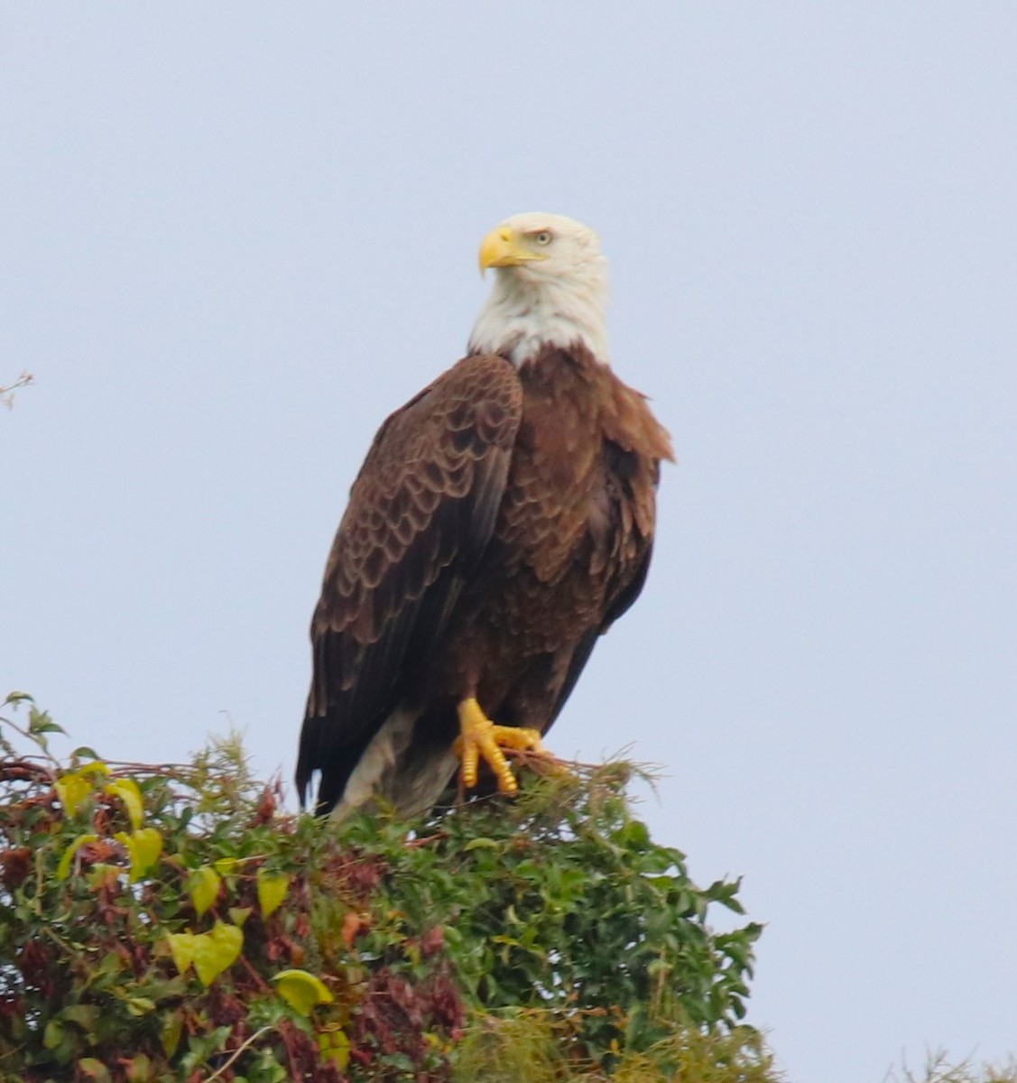 Bald Eagle - Jon Wise