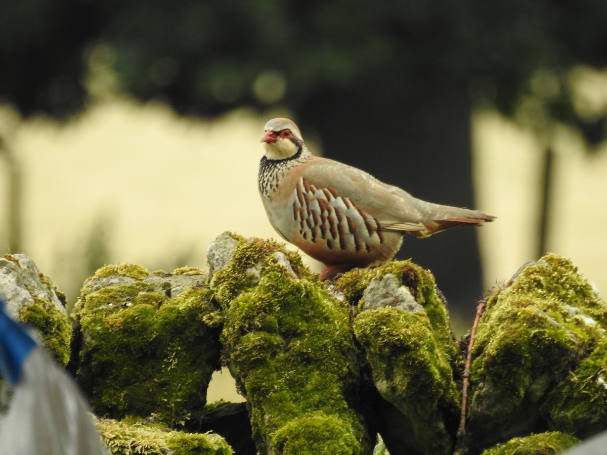 Red-legged Partridge - ML612016251