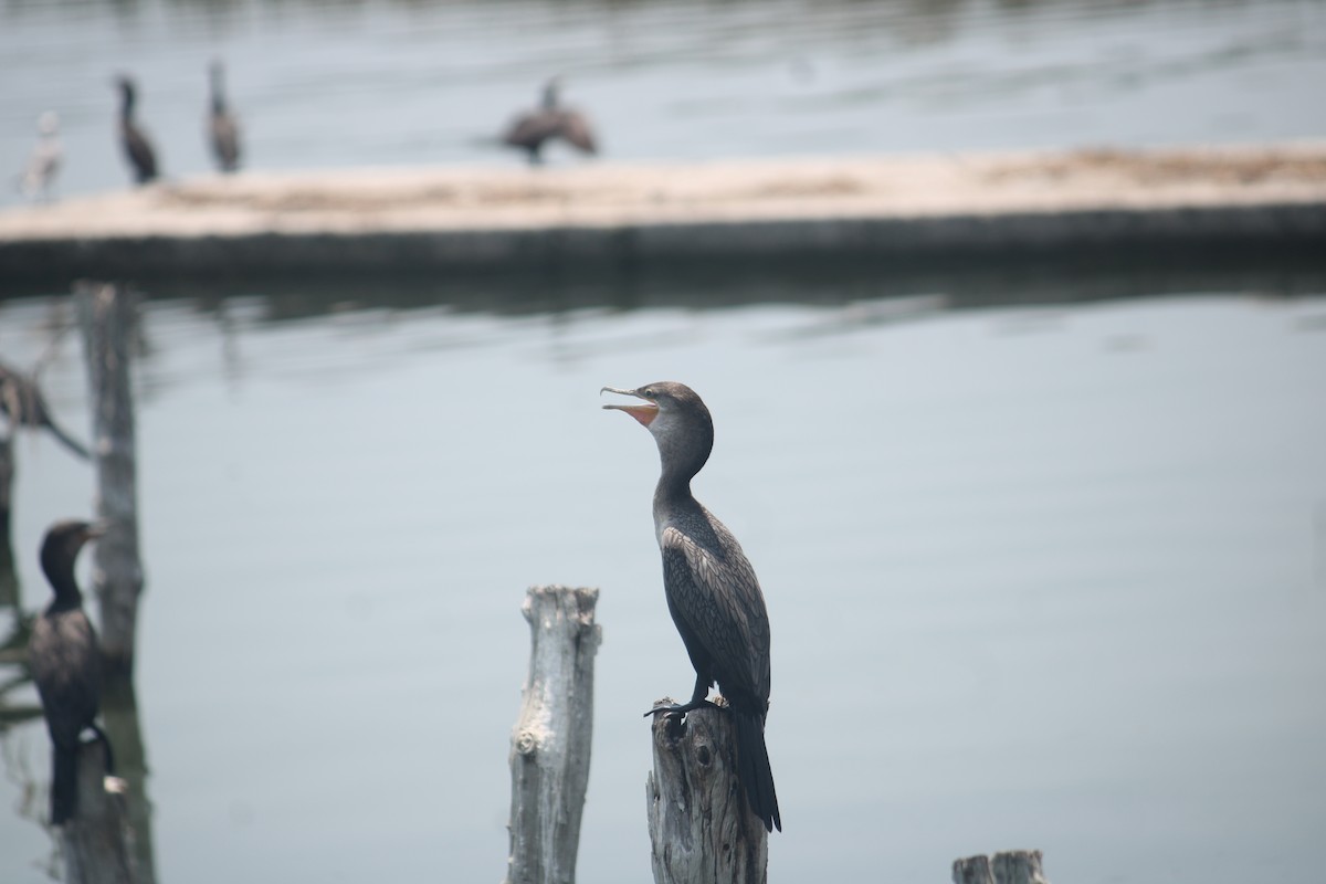 Neotropic Cormorant - ML612016276