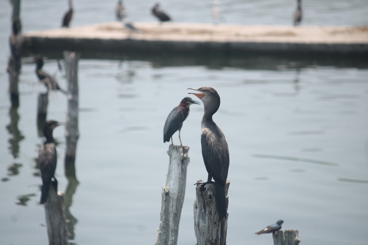 Neotropic Cormorant - ML612016277