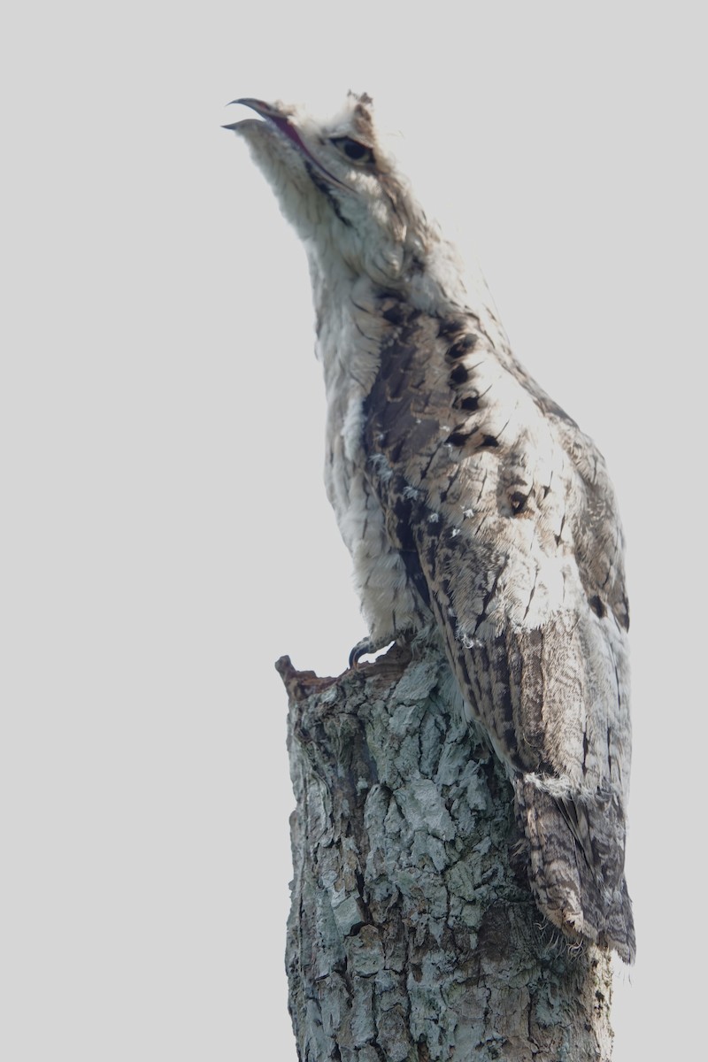 Common Potoo - Edurne Ugarte