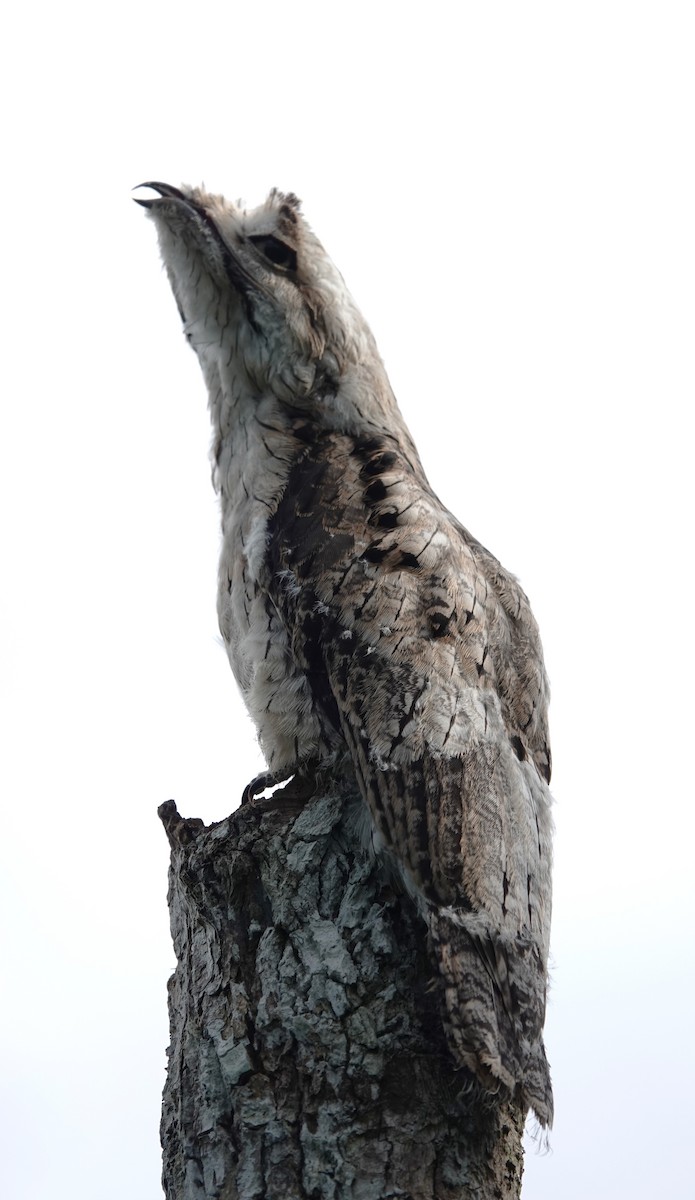 Common Potoo - ML612016393