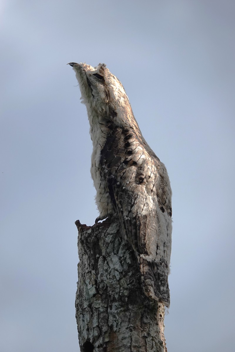 Common Potoo - ML612016394