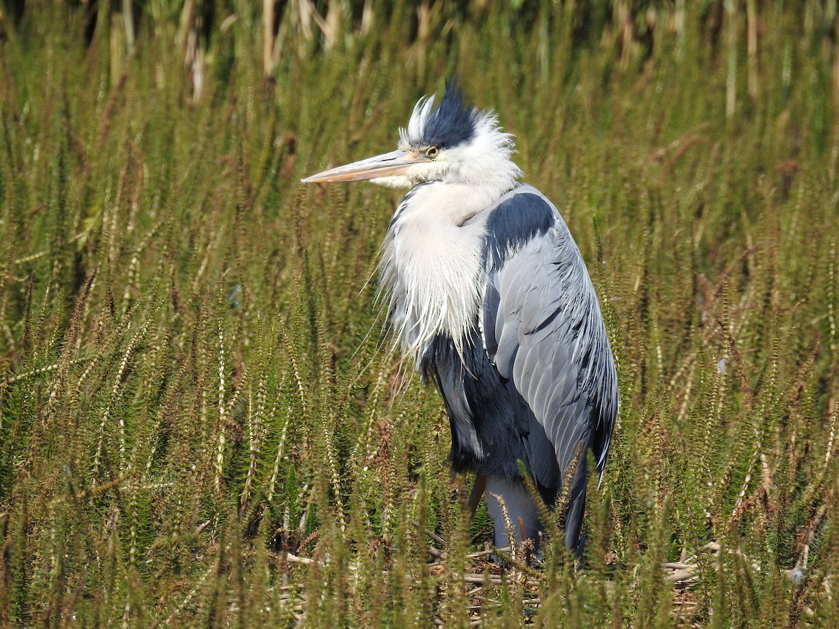 Gray Heron - ML612016441