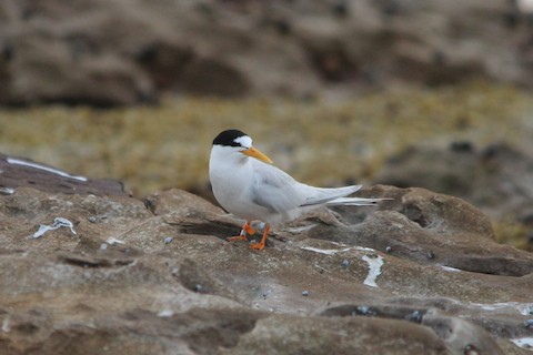 Little Tern - Sternula albifrons - Birds of the World