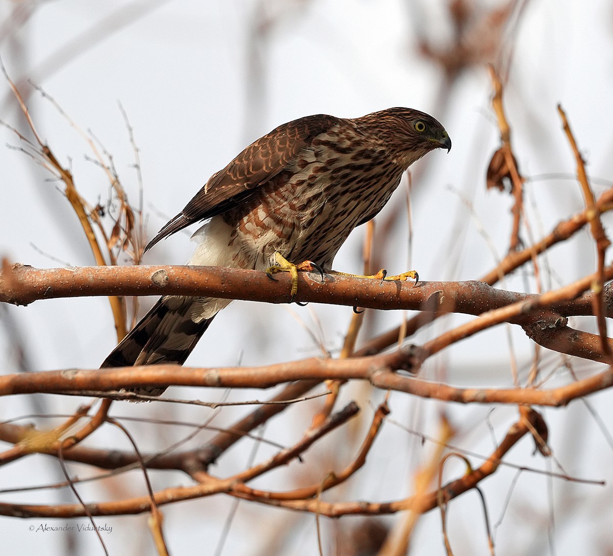 Cooper's Hawk - ML612016702