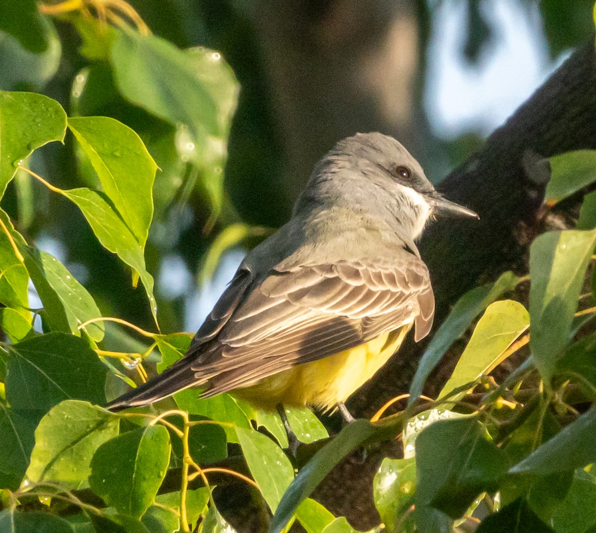 Cassin's Kingbird - ML612016775