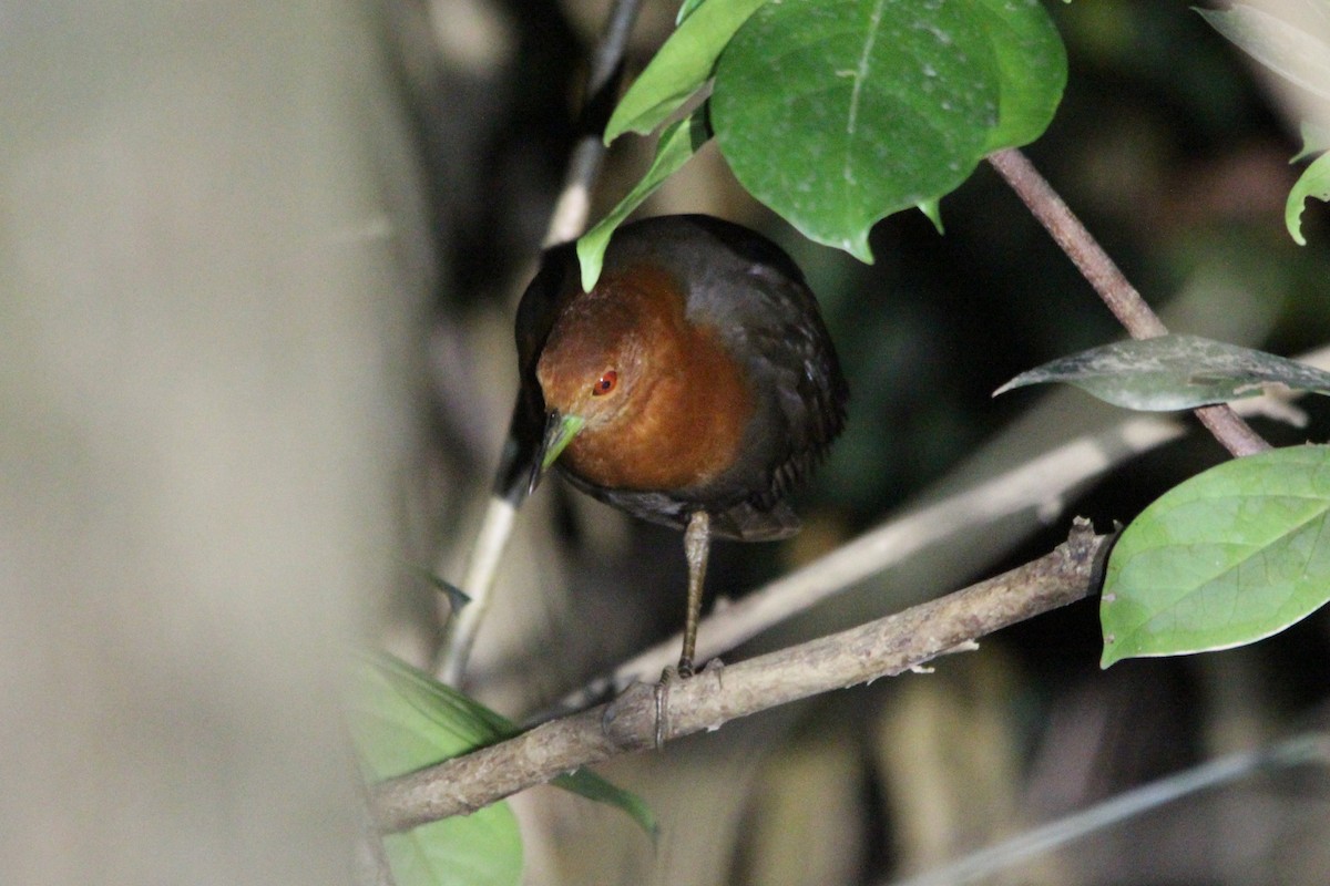 Red-necked Crake - ML612016810