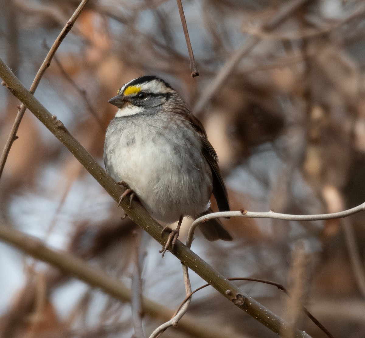 White-throated Sparrow - ML612016826