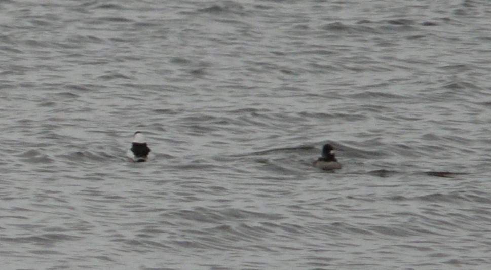 Bufflehead - ML612016844