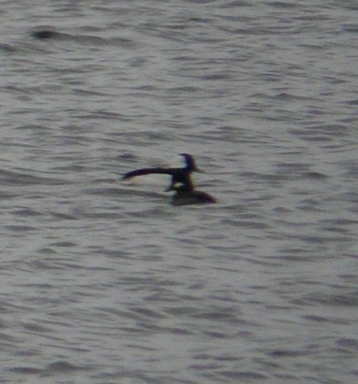 Bufflehead - ML612016847