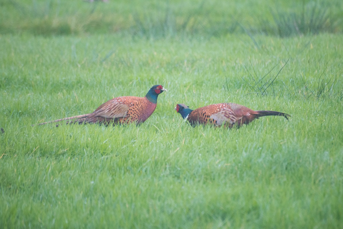 Ring-necked/Green Pheasant - ML612016852