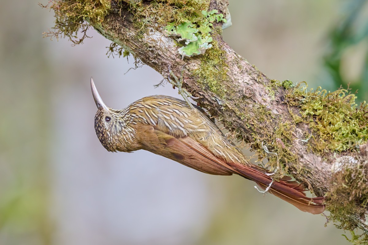 Montane Woodcreeper - ML612016927