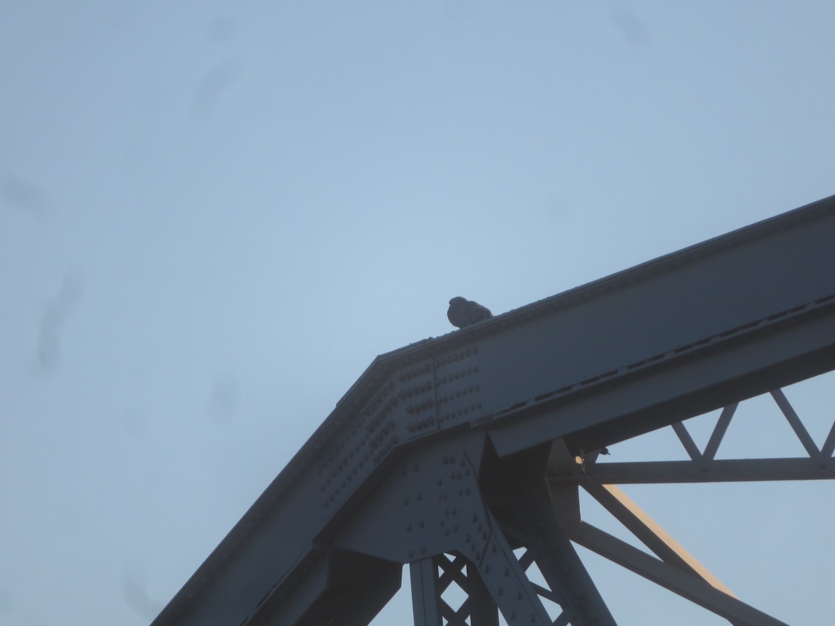 holub skalní (domácí) - ML612016961