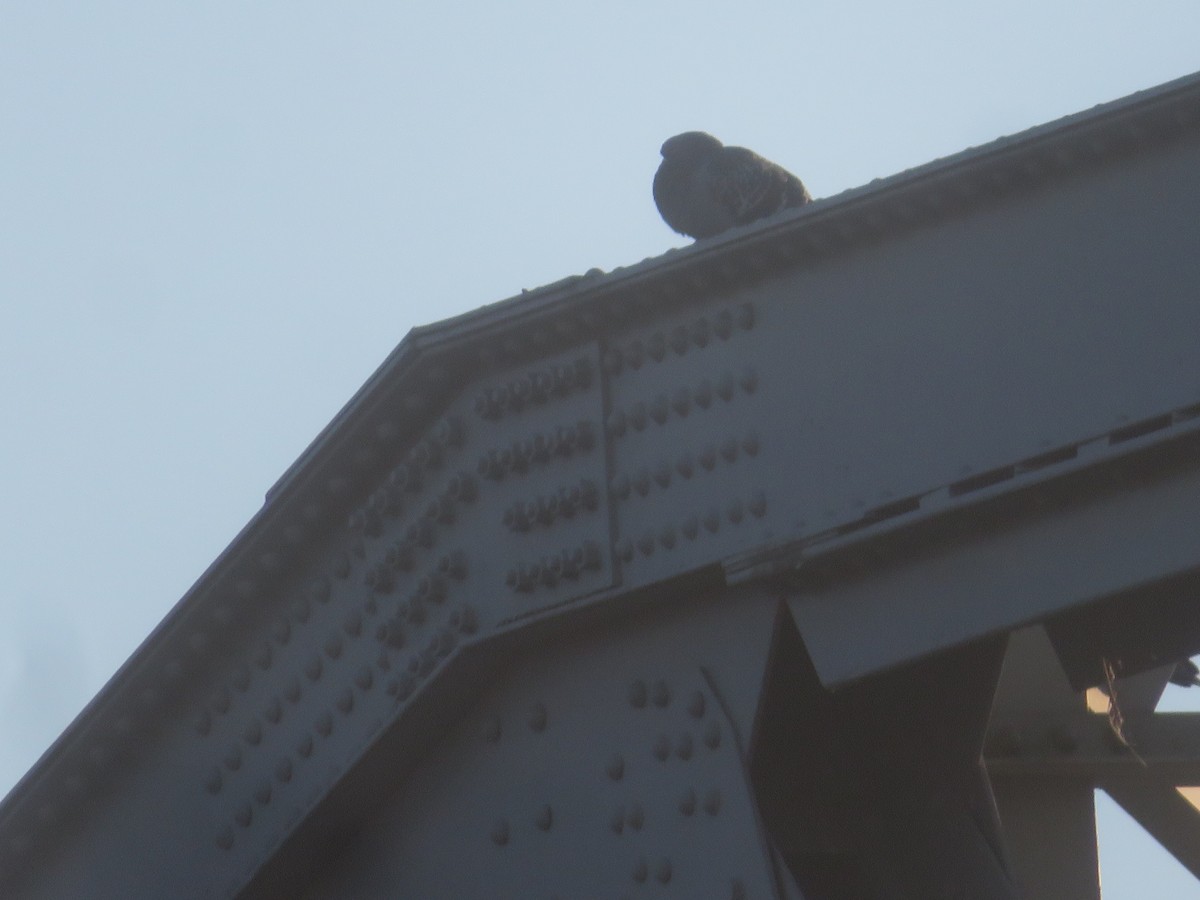 holub skalní (domácí) - ML612016963