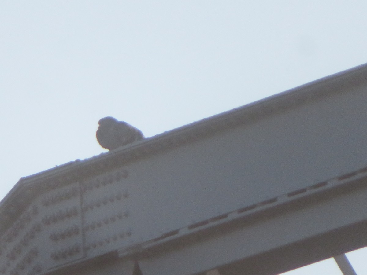 Rock Pigeon (Feral Pigeon) - ML612016964