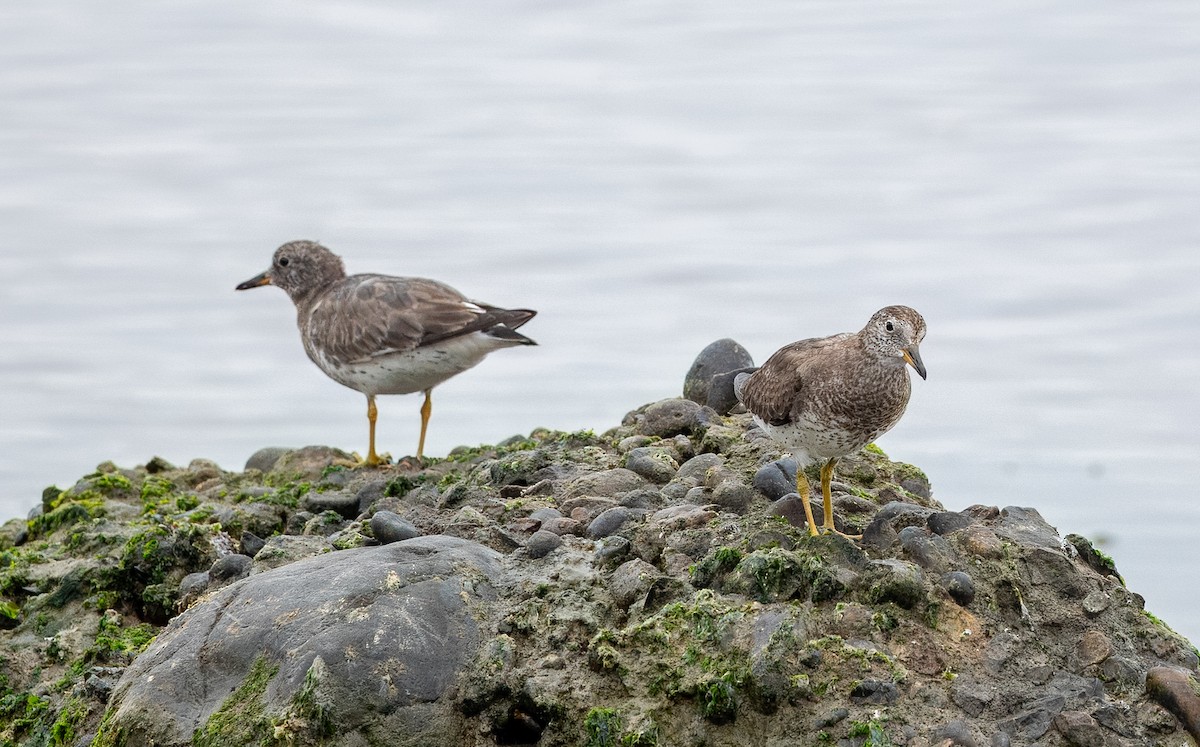 Surfbird - ML612016977