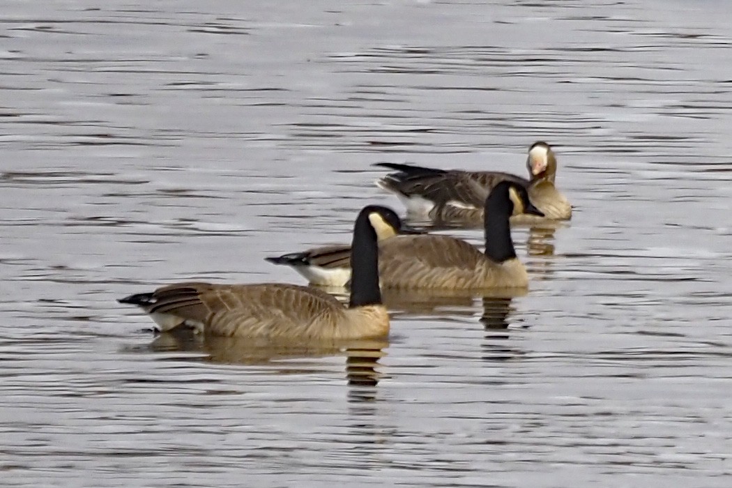 Greater White-fronted Goose - ML612017048