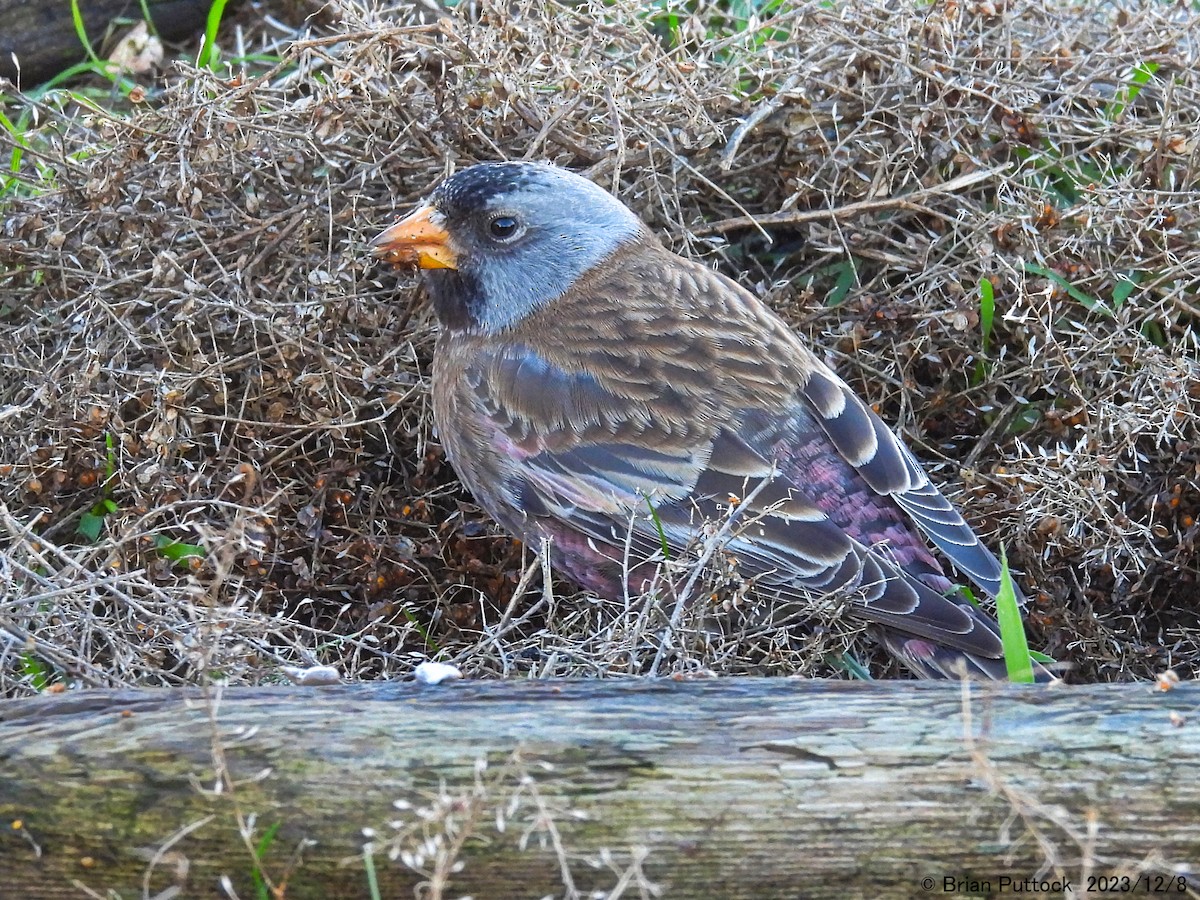 Gray-crowned Rosy-Finch - ML612017053