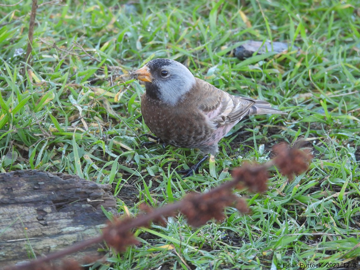 Gray-crowned Rosy-Finch - ML612017054