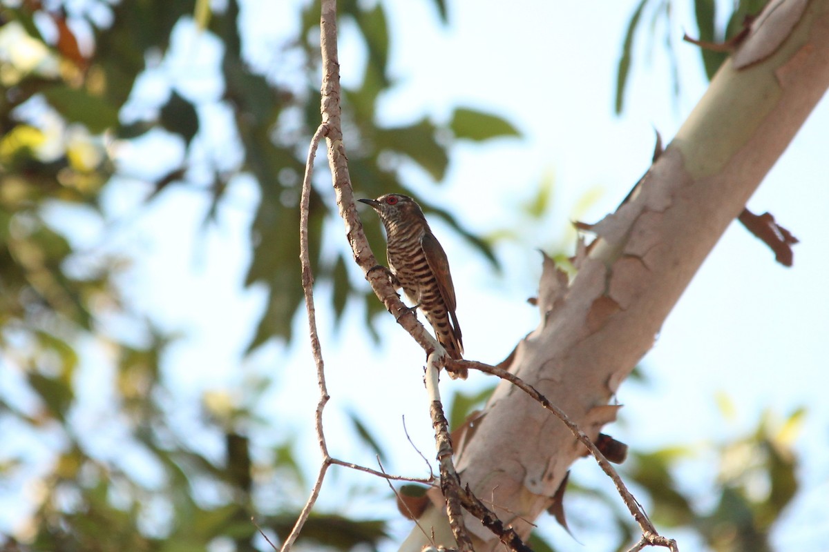 Little Bronze-Cuckoo (Gould's) - Strahinja Petrovic