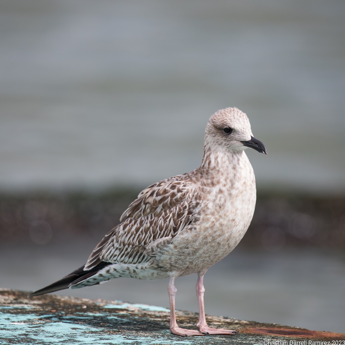 Lesser Black-backed Gull - Christian Ramirez