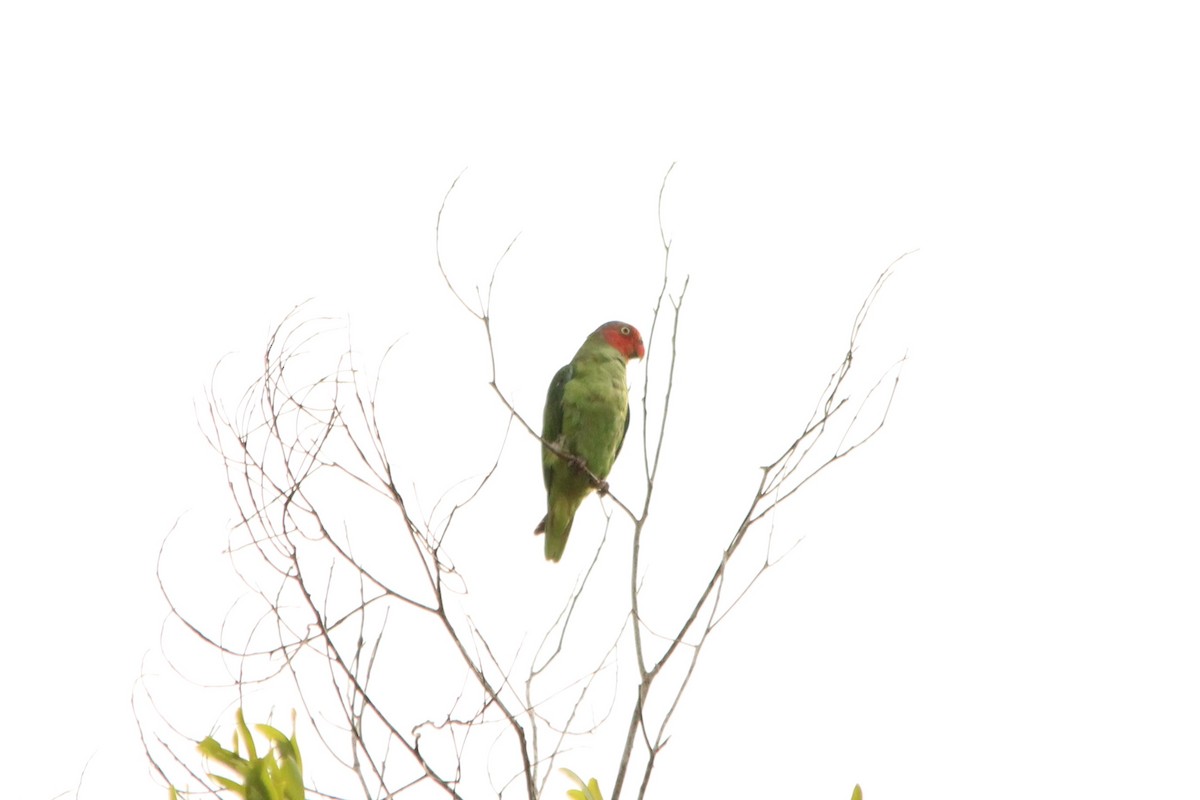 Red-cheeked Parrot - ML612017145