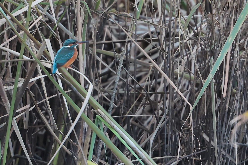 Common Kingfisher - ANTONIO SANZ CARRO