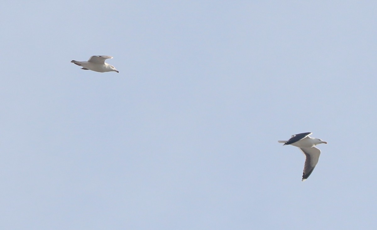 Great Black-backed Gull - ML612017164