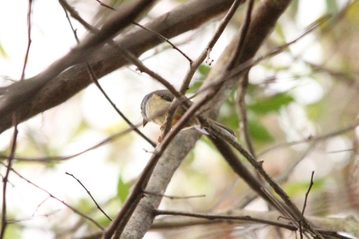 Yellow-legged Flyrobin - ML612017271