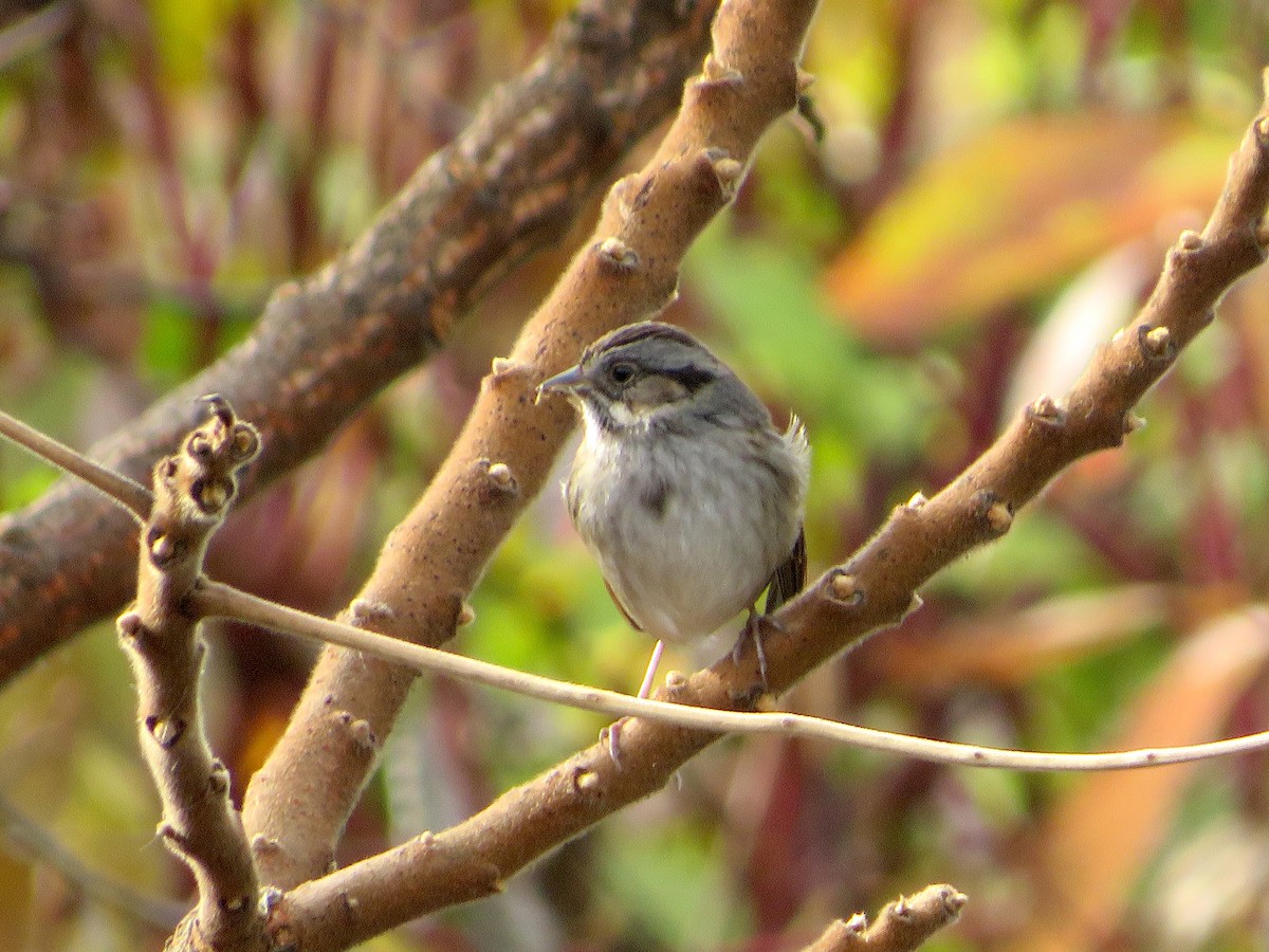 Swamp Sparrow - ML612017291