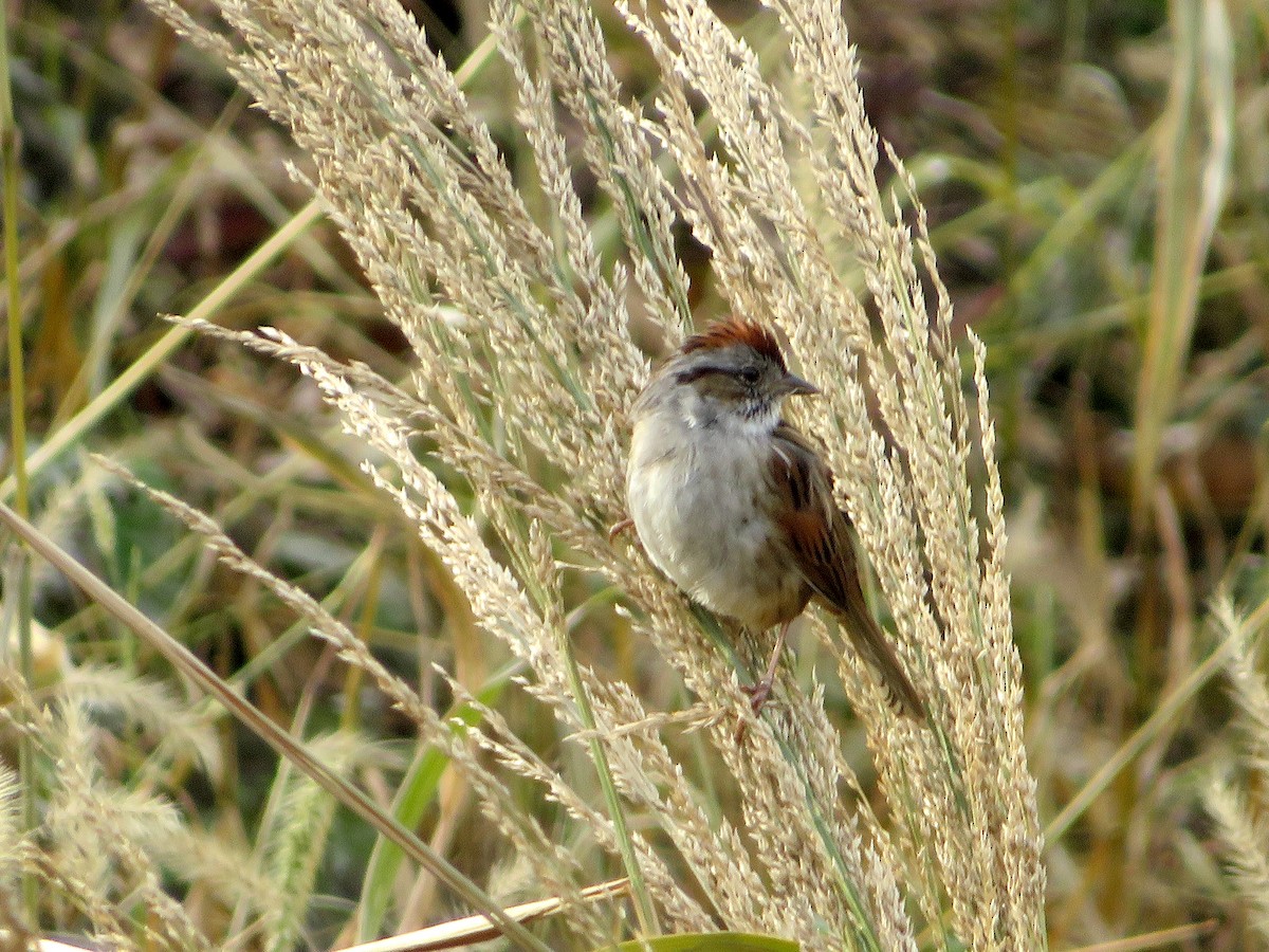 Swamp Sparrow - ML612017292