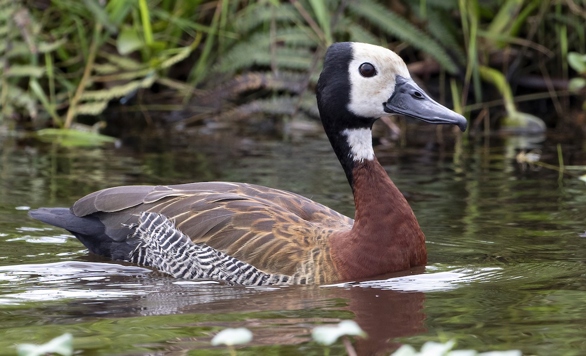 White-faced Whistling-Duck - George Armistead | Hillstar Nature