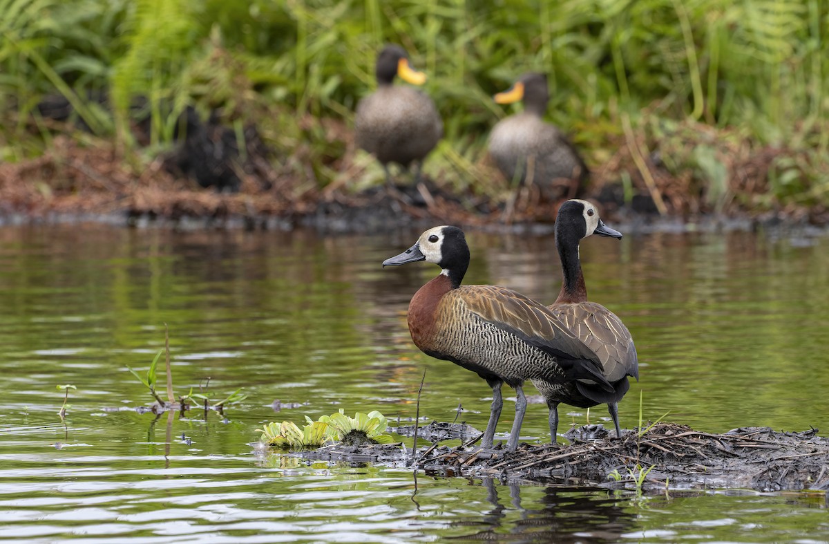 White-faced Whistling-Duck - ML612017329