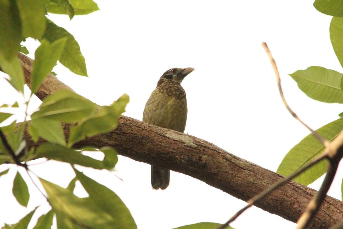 Black-eared Catbird - ML612017356